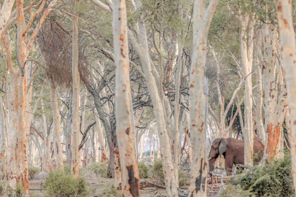 RETURN Africa Blog 141 | RETURN Africa | RETURN TO STILLNESS: PAFURI IN THE DRY SEASON