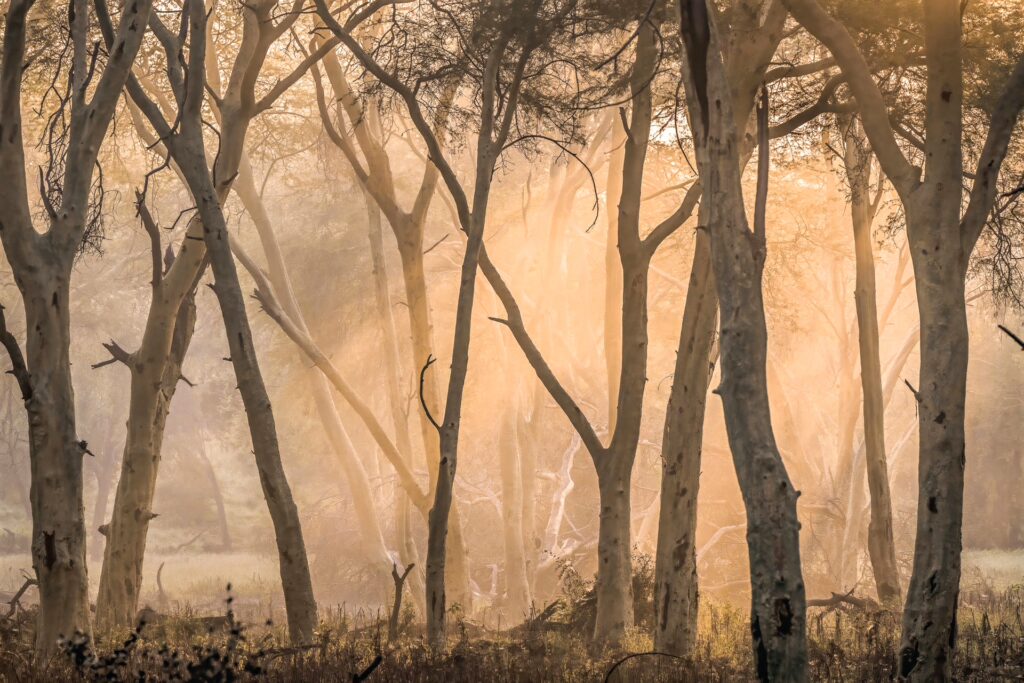 RETURN Africa Blog 142 | RETURN Africa | RETURN TO STILLNESS: PAFURI IN THE DRY SEASON