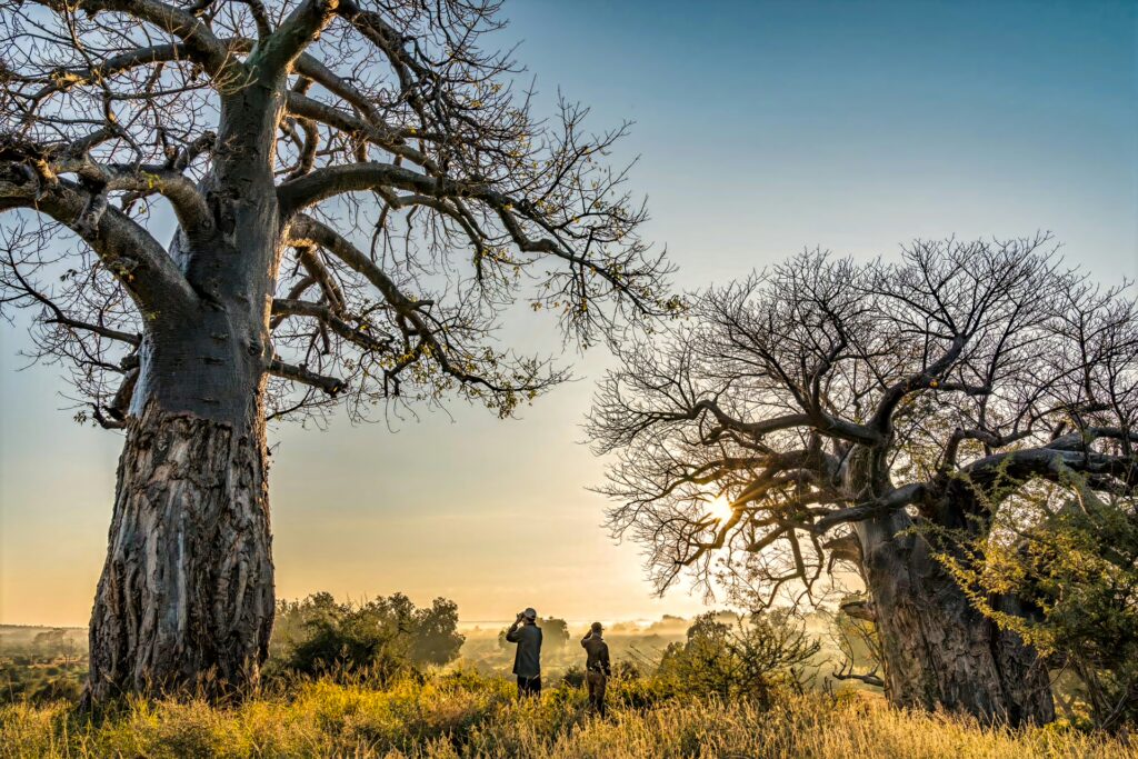 IN THE FOOTSTEPS OF THE ANCESTORS 4 | RETURN Africa RETURN Africa Pafuri Collection 93 topaz | RETURN Africa | IN THE FOOTSTEPS OF THE ANCESTORS