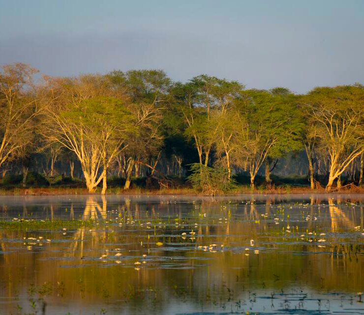 Reedbuck Vlei Fever Trees 7 1