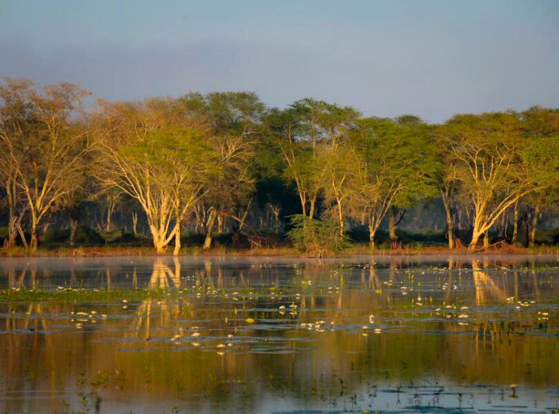 Reedbuck Vlei Fever Trees 7 1