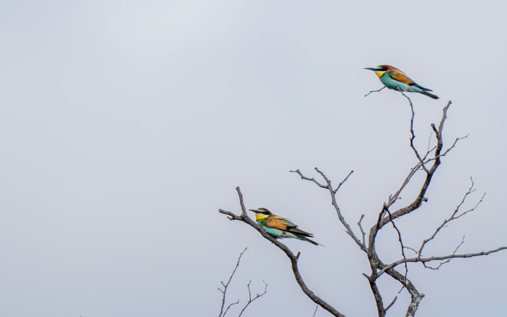 THE MIGRANT BALLET: TRACKING THE GREEN-SEASON ARRIVALS IN PAFURI 7 | RETURN Africa NTP05989 2048x1280 1 | RETURN Africa | THE MIGRANT BALLET: TRACKING THE GREEN-SEASON ARRIVALS IN PAFURI