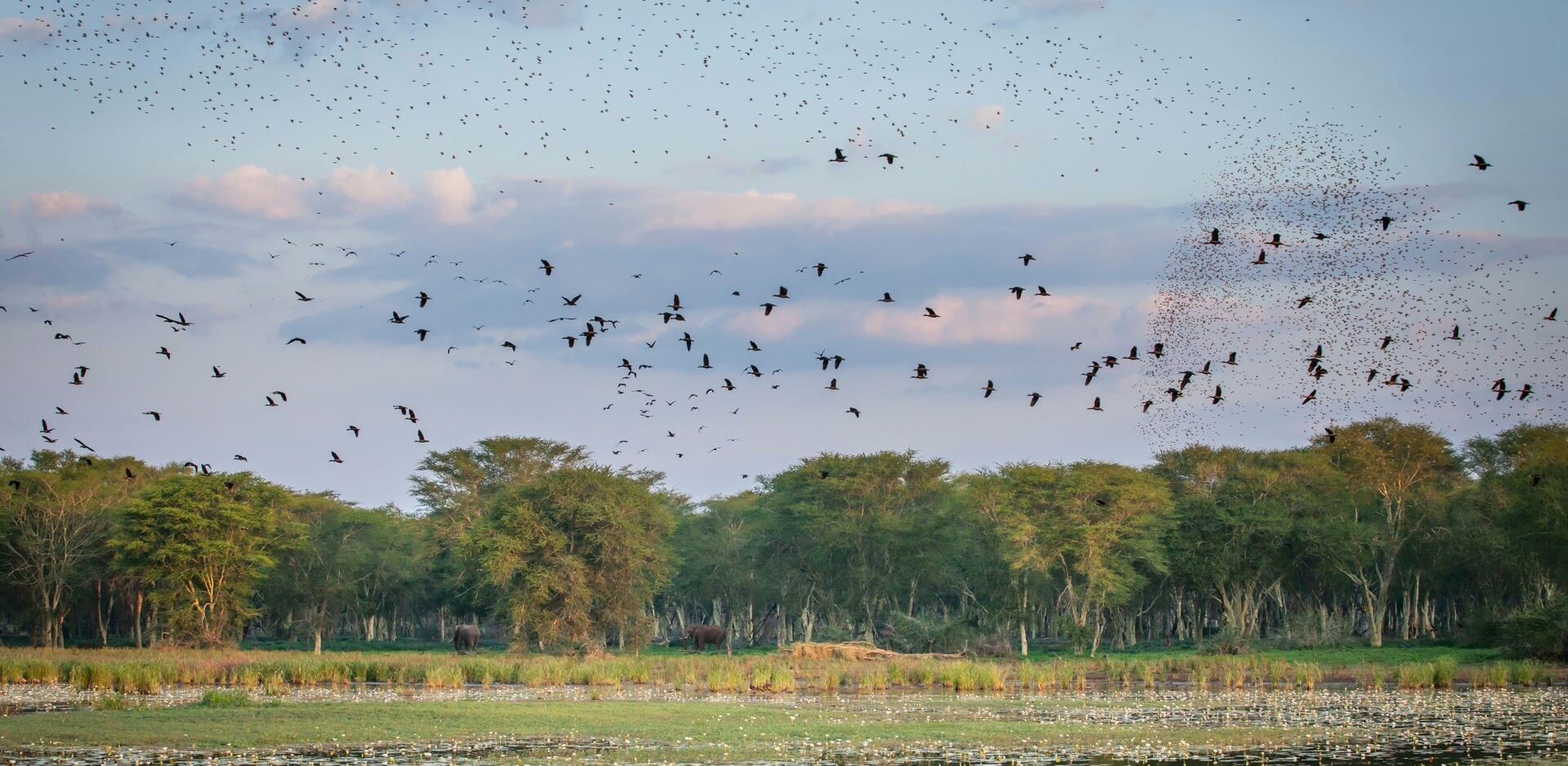 THE MIGRANT BALLET: TRACKING THE GREEN-SEASON ARRIVALS IN PAFURI 1 | RETURN Africa Ramsar wetland
