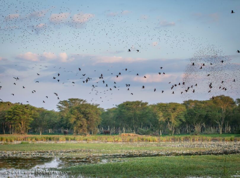 THE MIGRANT BALLET: TRACKING THE GREEN-SEASON ARRIVALS IN PAFURI 5 | RETURN Africa Ramsar wetland
