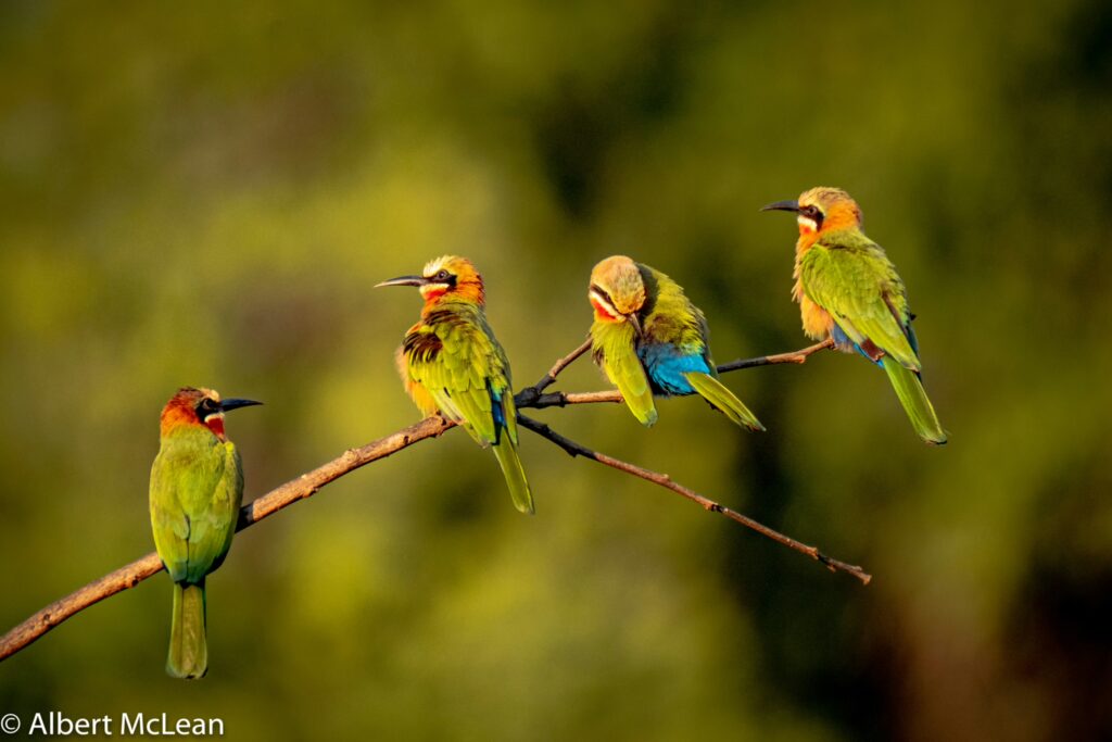 THE MIGRANT BALLET: TRACKING THE GREEN-SEASON ARRIVALS IN PAFURI 2 | RETURN Africa White fronted bee eater 2048x1365 1 | RETURN Africa | THE MIGRANT BALLET: TRACKING THE GREEN-SEASON ARRIVALS IN PAFURI