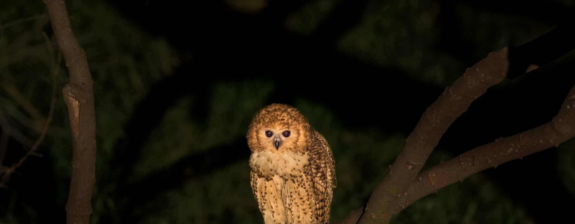PRESS RELEASE: RETURN AFRICA ANNOUNCED AS HEADLINE SPONSOR OF BIRDLIFE SOUTH AFRICA’S BIRDING BIG DAY 2025 1 | RETURN Africa MarcusWestbergReturnAfrica 8