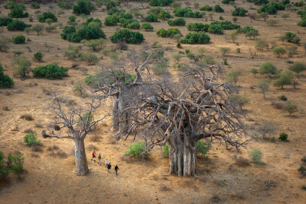 Pafuri Collection Gallery Hutwini Walking Camp 7 | RETURN Africa | Pafuri Collection