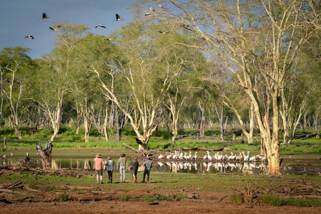 Pafuri Collection Gallery Hutwini Walking Camp 9 | RETURN Africa | Pafuri Collection