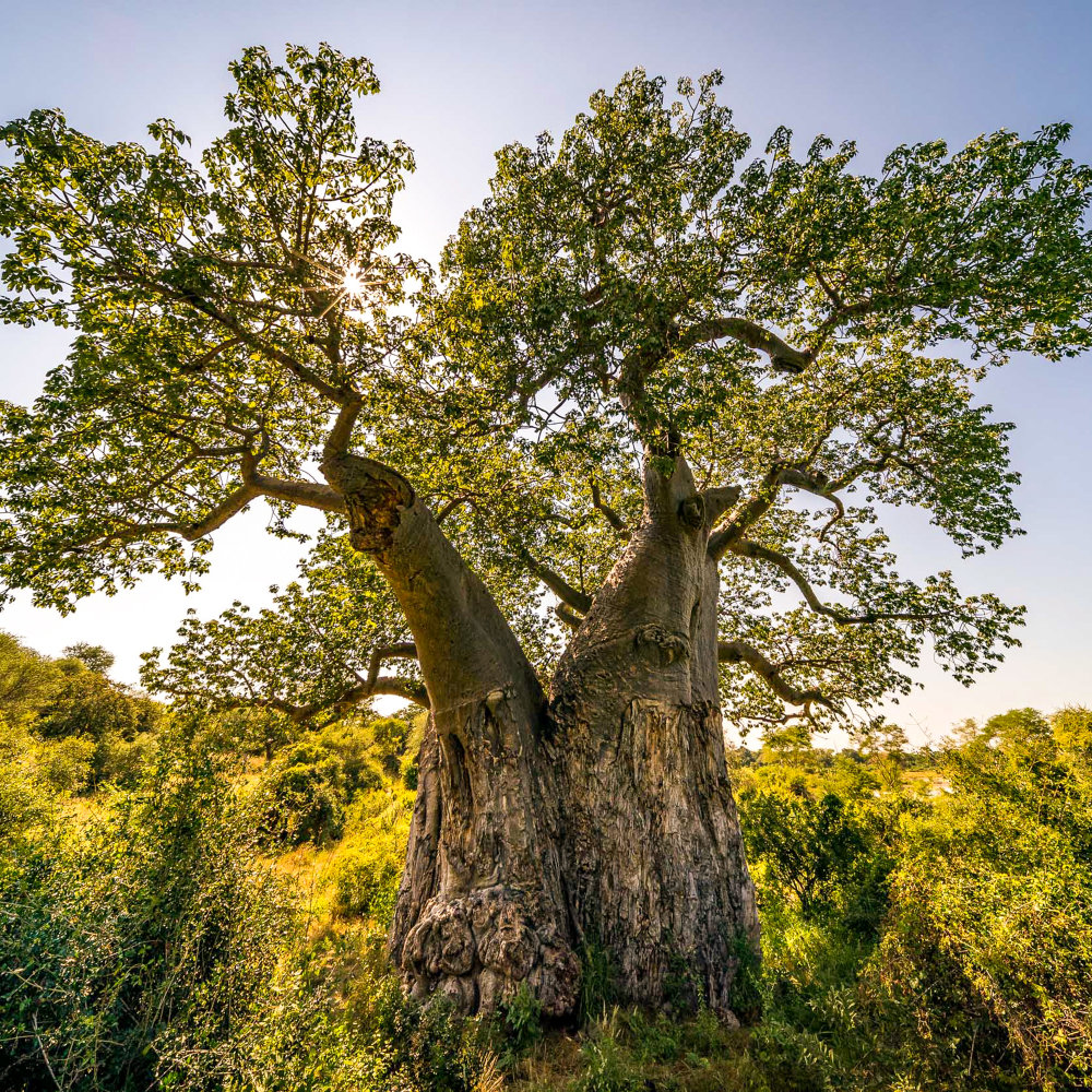 Pafuri Collection USP Ancient Baobab | RETURN Africa | Pafuri Collection
