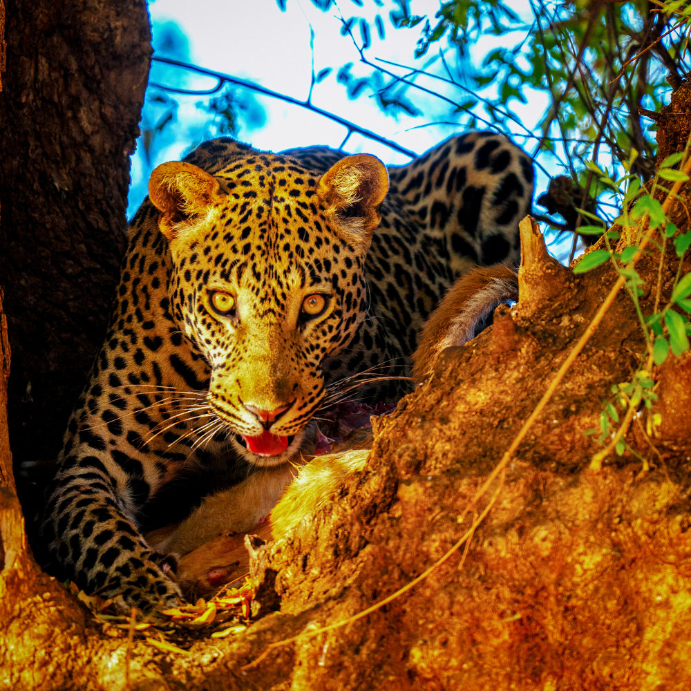 Pafuri Collection USP Big Predators | RETURN Africa | Pafuri Collection