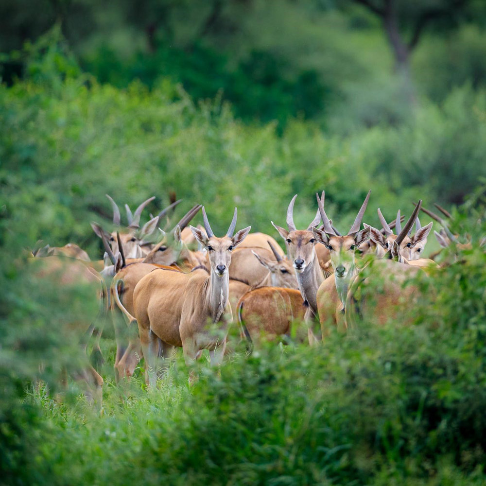 Pafuri Collection USP Diverse Wildlife | RETURN Africa | Pafuri Collection