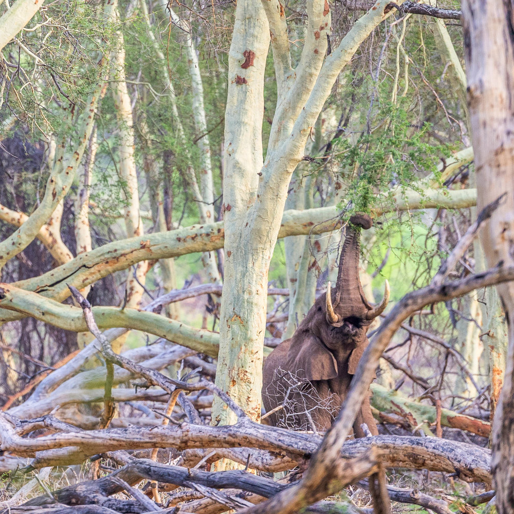 Pafuri Collection USP Fever Tree Forest AnthonyOchieng | RETURN Africa | Pafuri Collection
