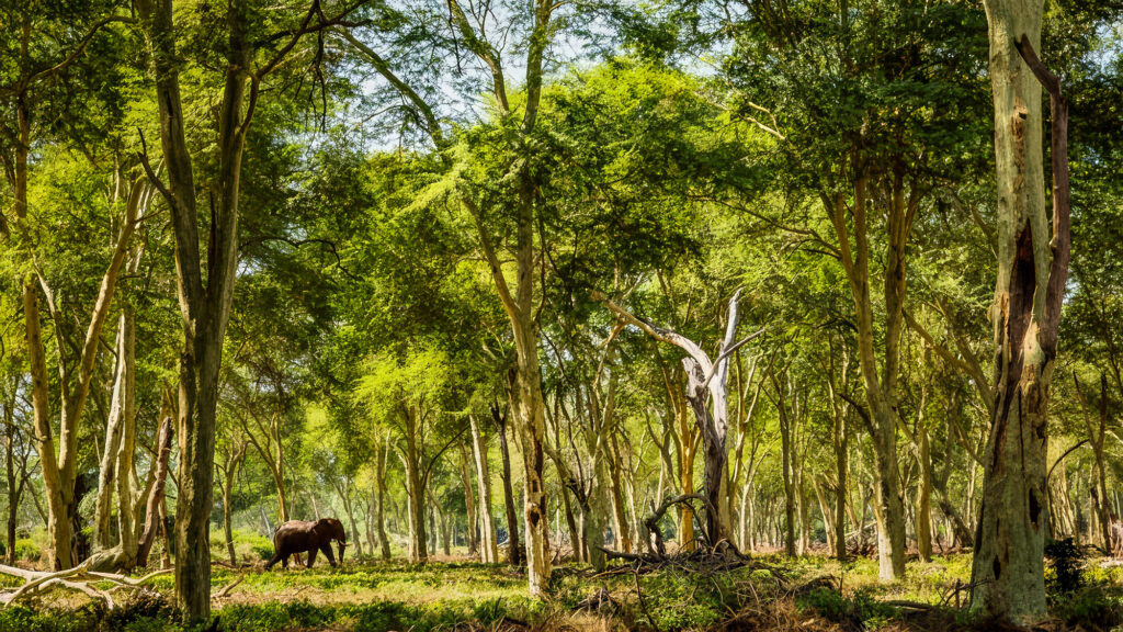 STEPPING INTO PAFURI: A PERSONAL REFLECTION 3 | RETURN Africa Agent Zone Top Banner | RETURN Africa | STEPPING INTO PAFURI: A PERSONAL REFLECTION