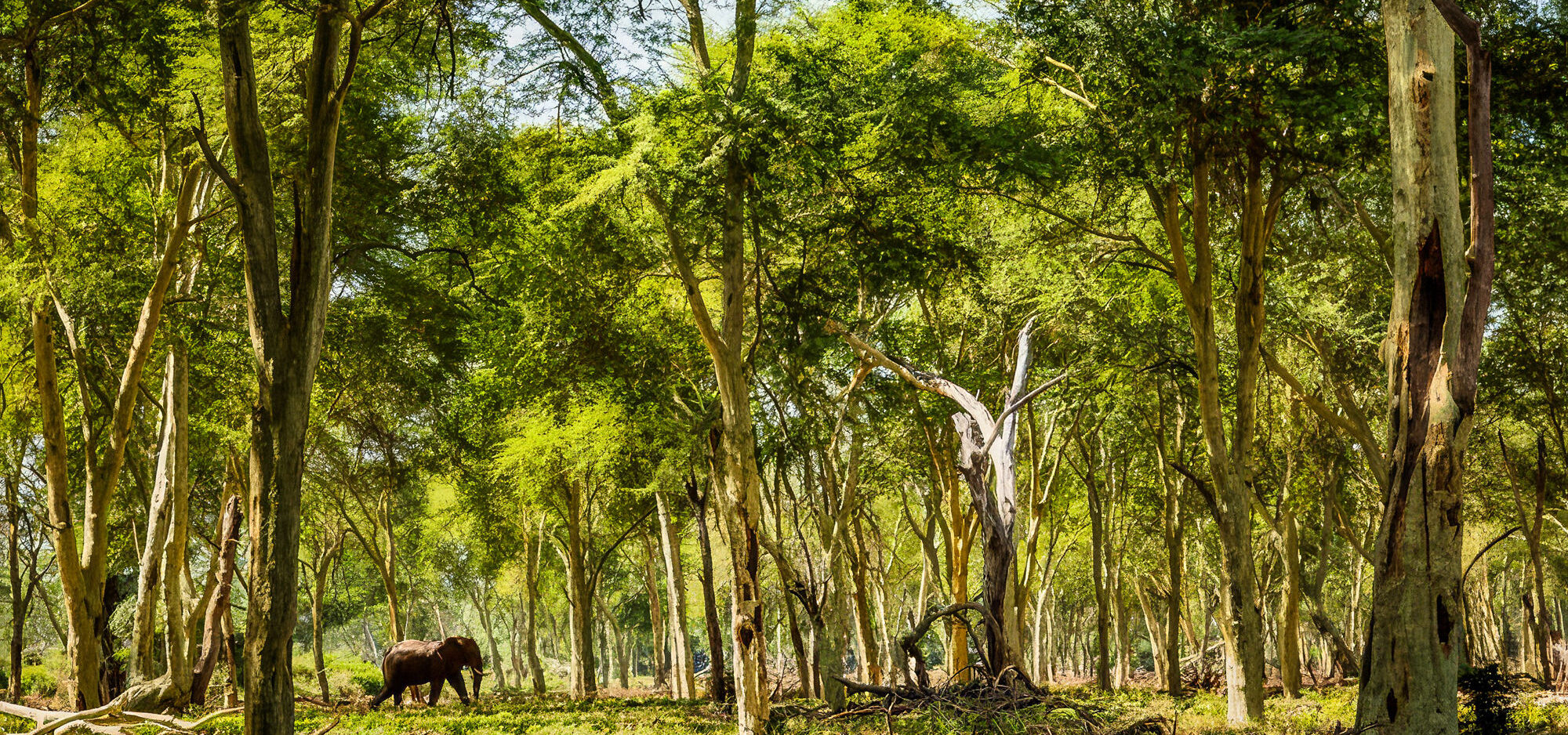 Best of Kruger Top Banner