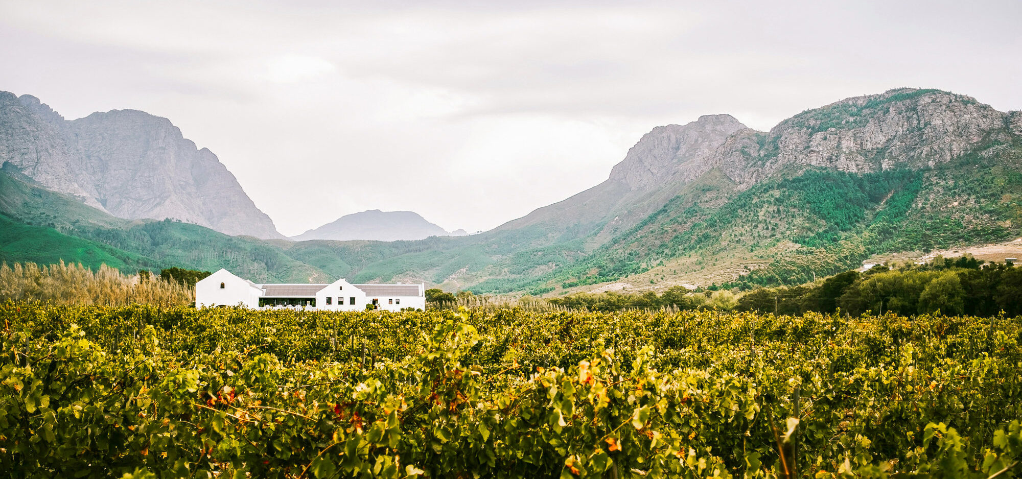 Cape Winelands Tour Top Banner