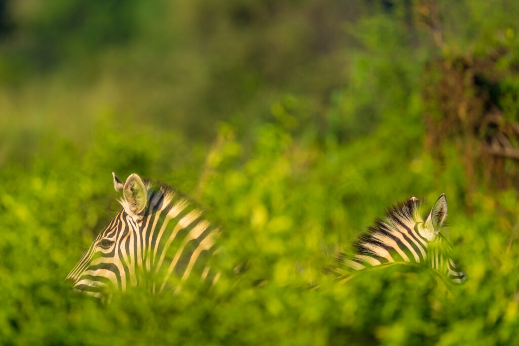 Zebra herds grazing on fresh shoots in the floodplain