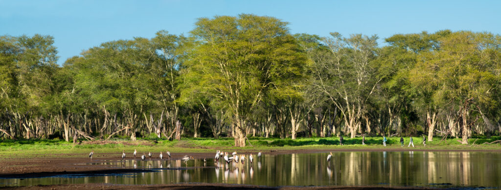 Birdlife flourishing at pans in northern Kruger