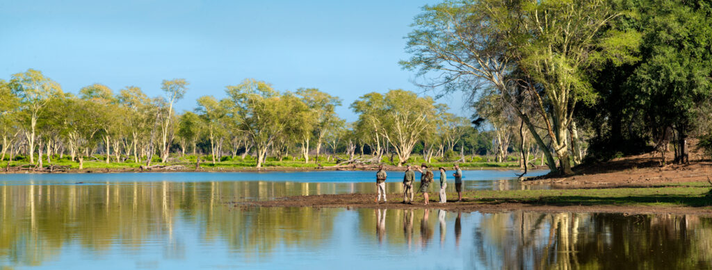 Fever trees standing tall after Luvuvhu River floods at Pafuri