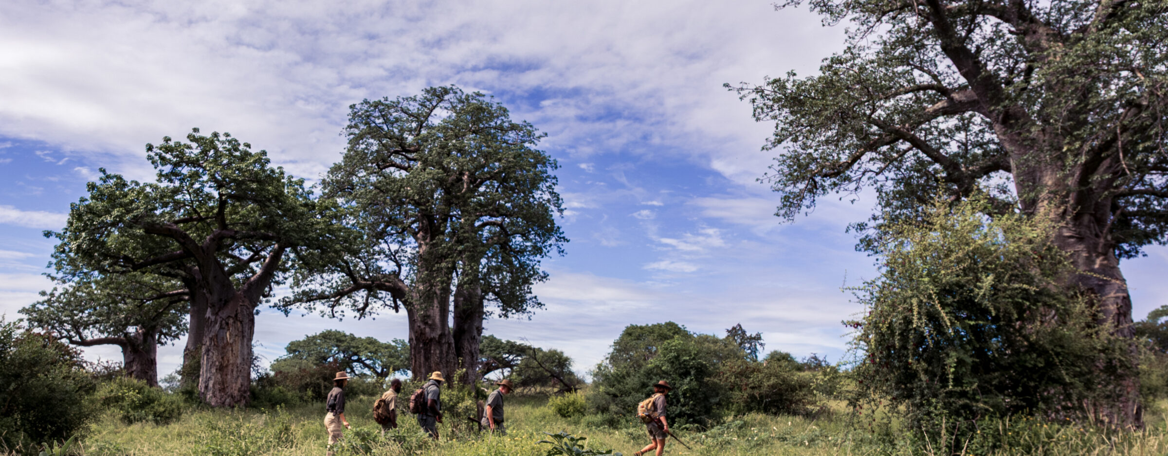 RETURN AFRICA OPENS PAFURI WALKING SAFARIS FOR A SEASON OF RENEWAL 1 | RETURN Africa Guests on a guided walking safari through Pafuri's Baobabs/fever tree forests, Makuleke Contract National Park, northern Kruger