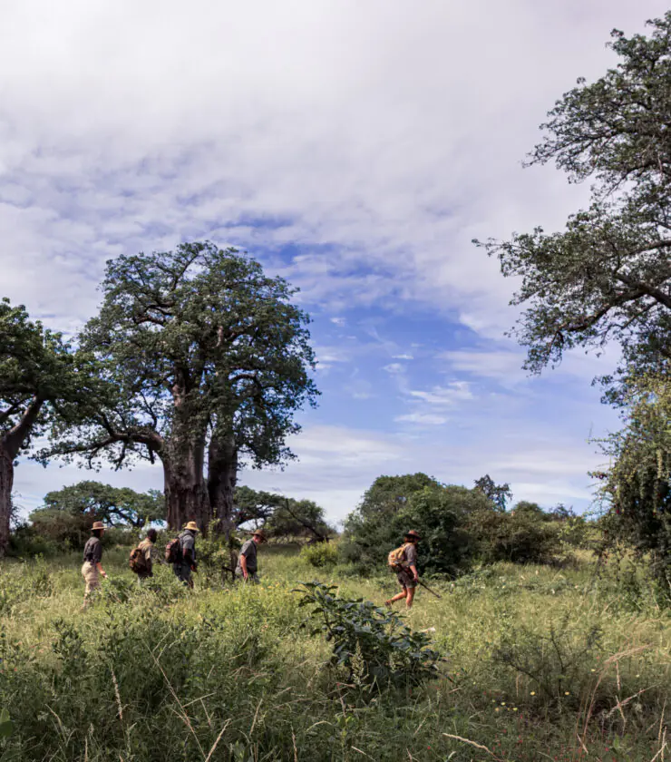 Guests on a guided walking safari through Pafuri's Baobabs/fever tree forests, Makuleke Contract National Park, northern Kruger