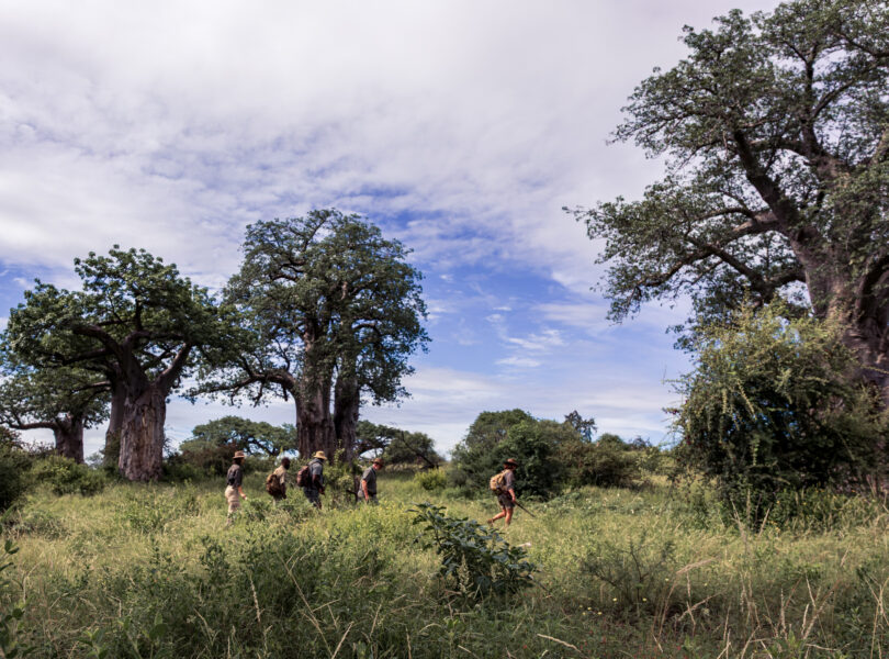 RETURN AFRICA OPENS PAFURI WALKING SAFARIS FOR A SEASON OF RENEWAL 5 | RETURN Africa Pafuri Walking Guides walking beneath large skies and baobabs