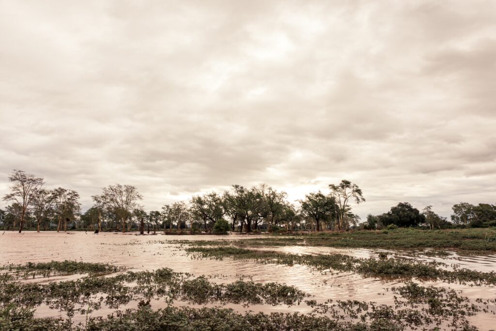 CEO UPDATE: PAFURI COLLECTION - A SECOND FLOOD, DFFE APPROVAL, AND THE PATH FORWARD 5 | RETURN Africa Lush Pafuri floodplain after flooding, Nkula Walking Camp season opening 2026