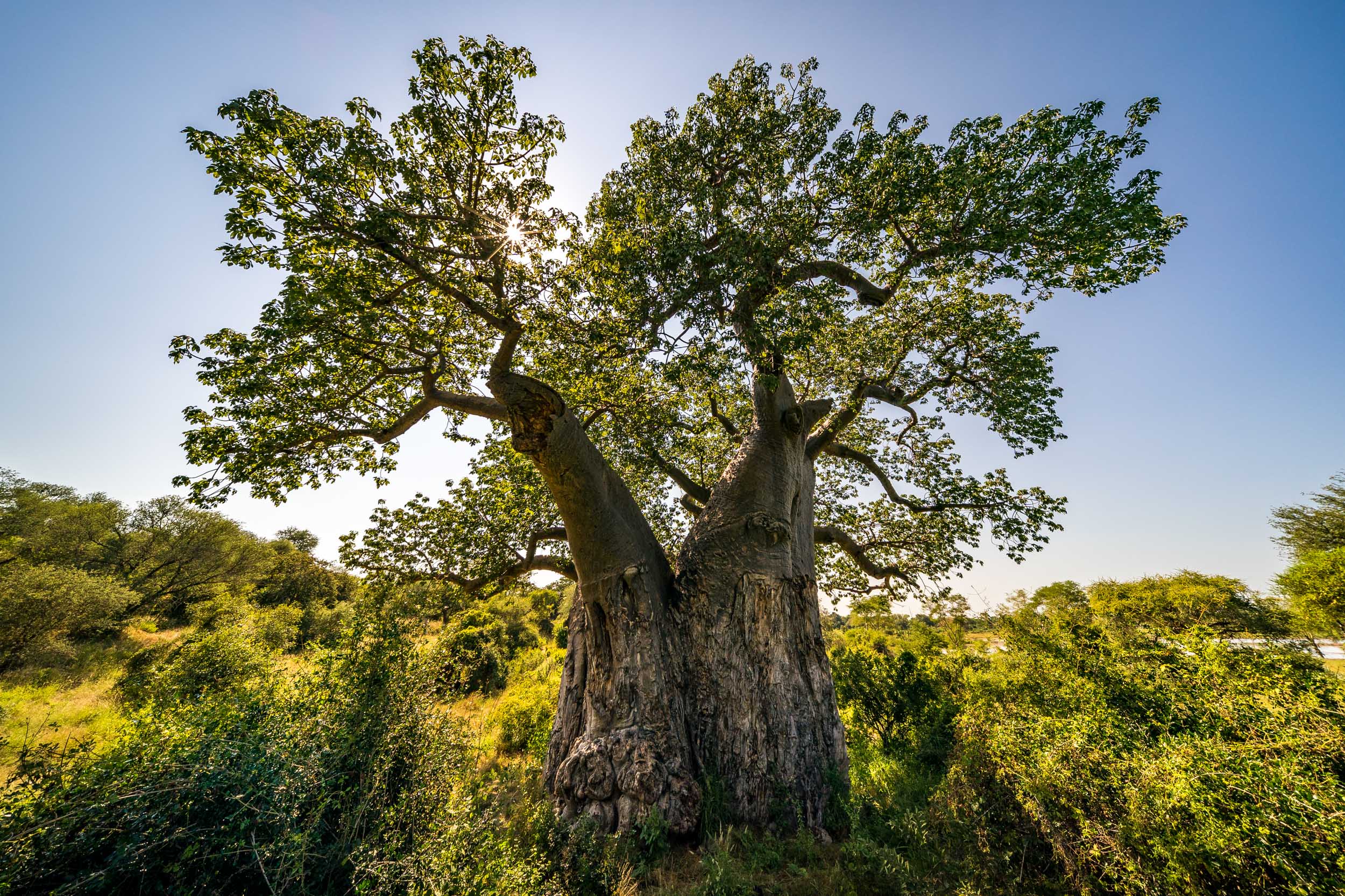 Ancient baobab tree Pafuri Makuleke Contract National Park northern Kruger National Park South Africa