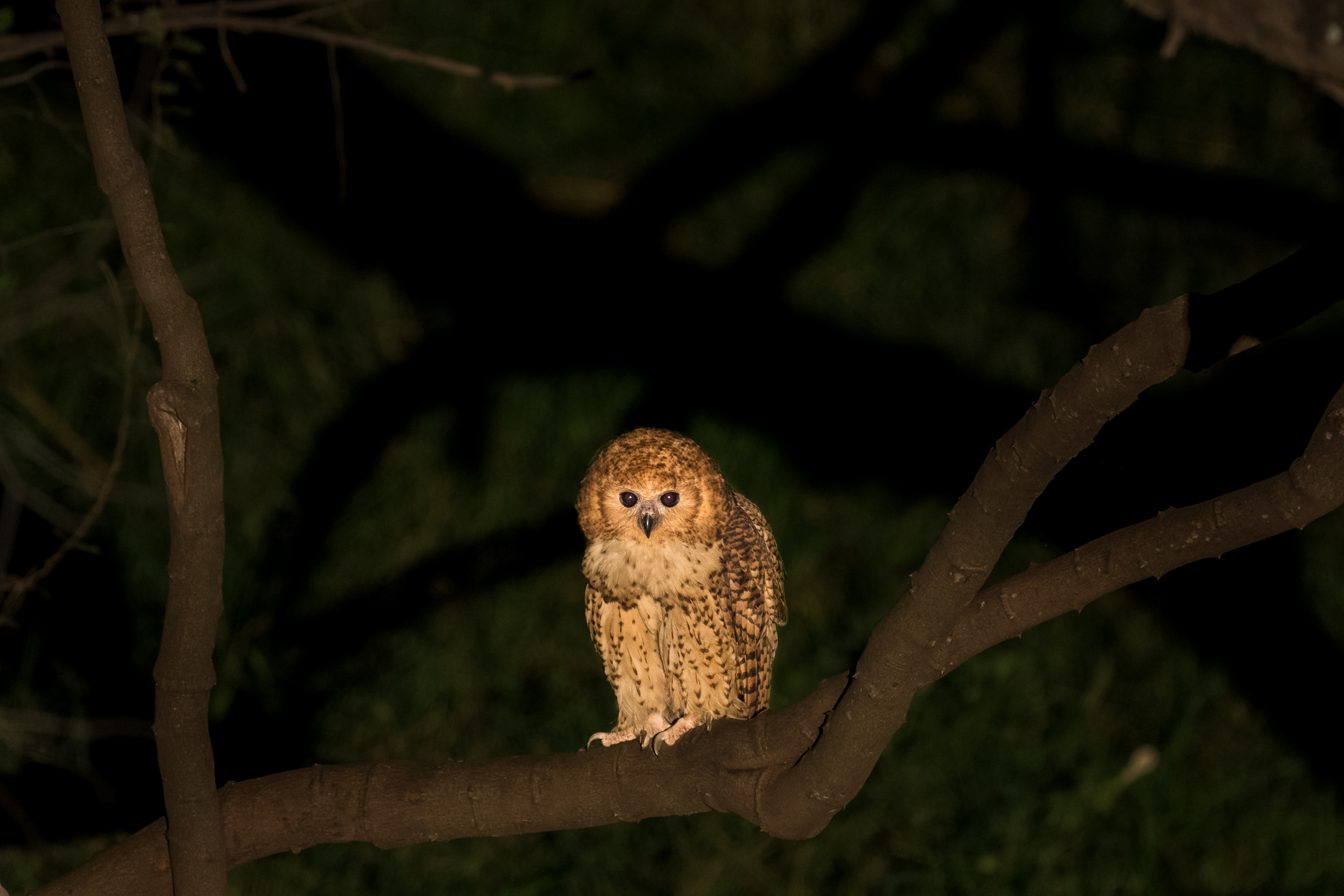 Pel's fishing owl Pafuri Luvuvhu River Makuleke Contract National Park birding South Africa