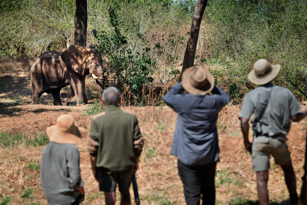 Elephant herd in Pafuri's Makuleke Contract National Park, northern Kruger, viewed on foot during guided walking safari