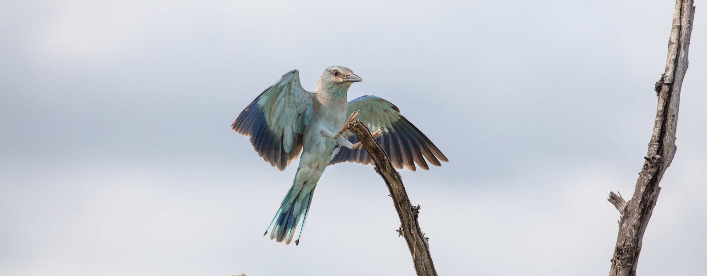 Racket-tailed roller about to pearch by Anton Crone
