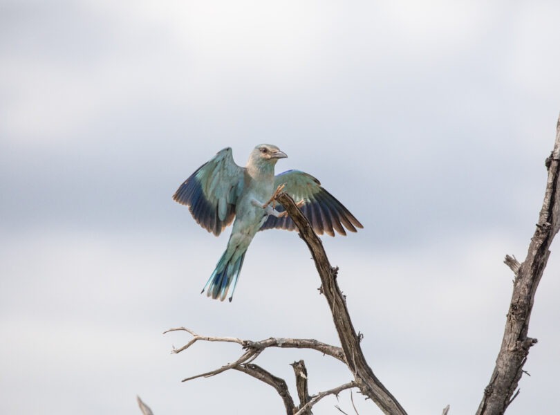 Racket-tailed roller about to pearch by Anton Crone