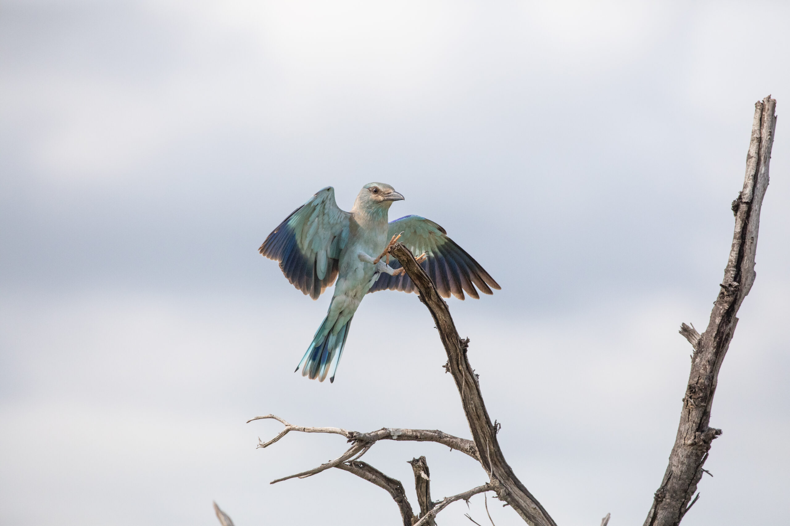 RETURN AFRICA RETURNS AS HEADLINE SPONSOR OF BIRDING BIG DAY 2026 1 | RETURN Africa RETURN AFRICA RETURNS AS HEADLINE SPONSOR OF BIRDING BIG DAY 2026