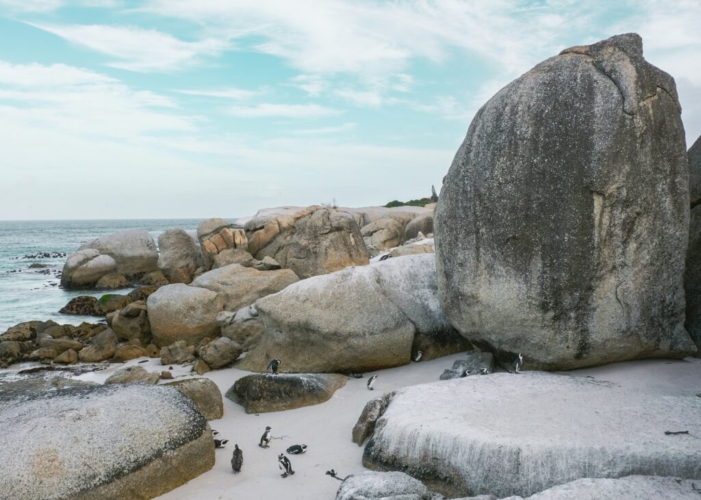 African penguins on the sand at Boulders Beach with the sea behind them.