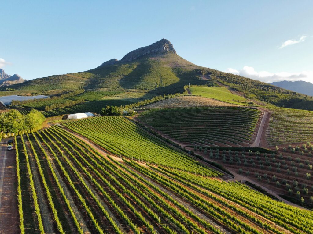 Stellenbosch wine farms on a sunny afternoon.