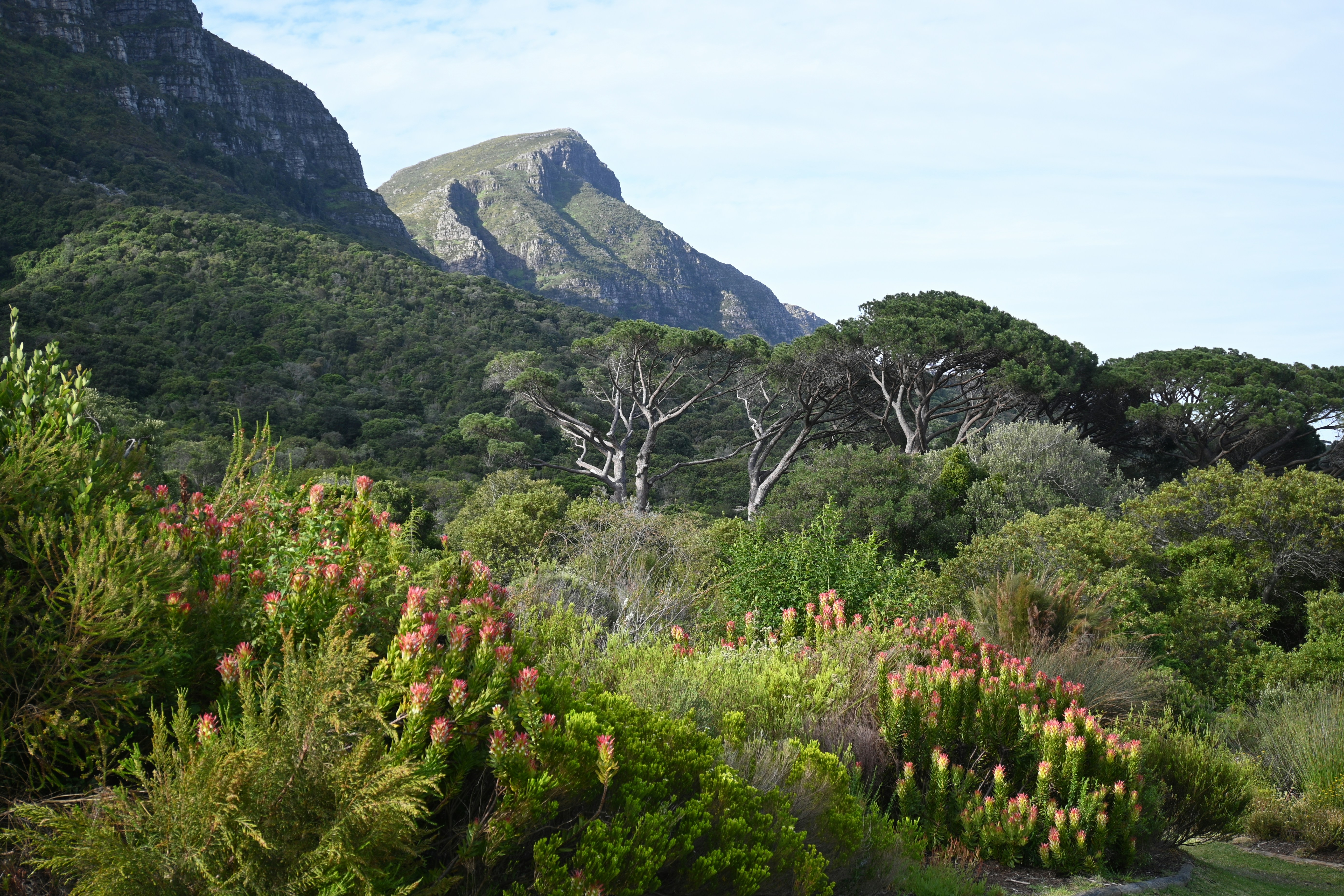 Pink proteas and fynbos flowering on the slopes of Table Mountain in spring